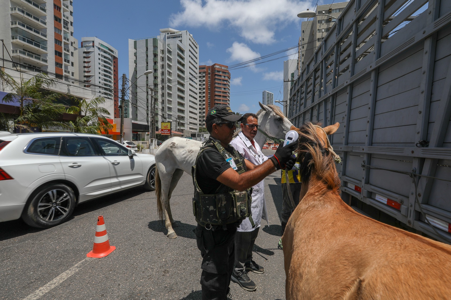 Leia mais sobre o artigo Sistema de identificação reduz número de animais soltos em ruas do Jaboatão
