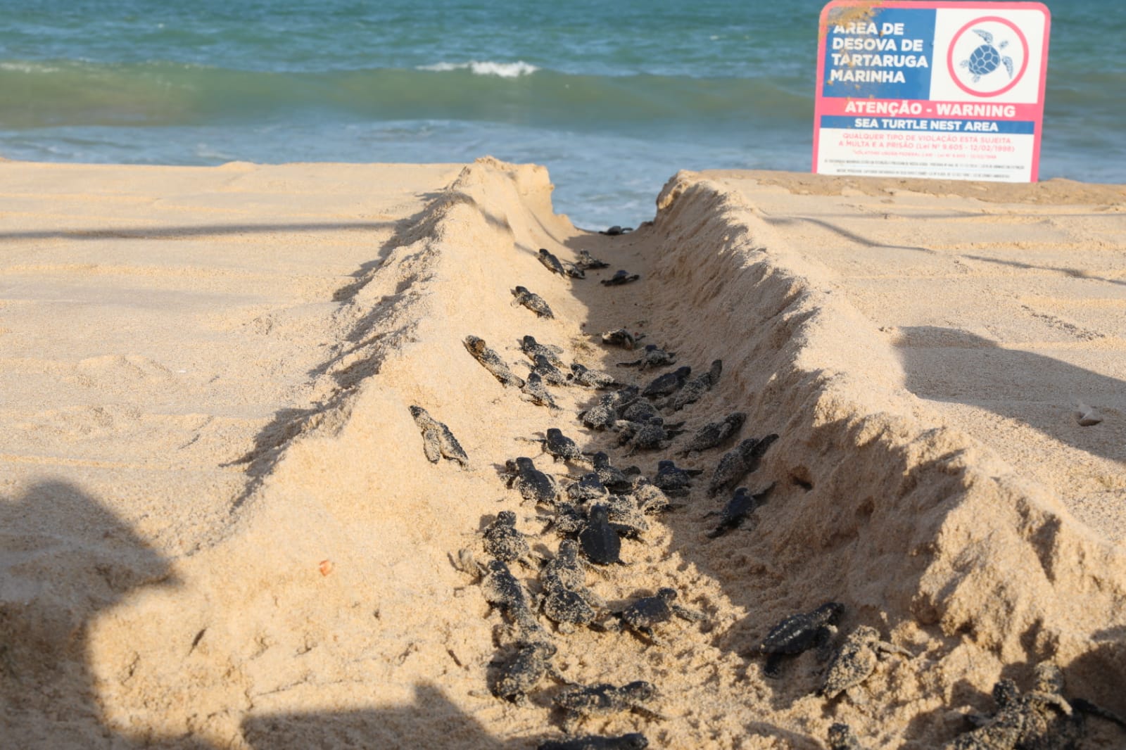 Leia mais sobre o artigo Cento e doze filhotes de tartaruga-marinha nascem na praia de Piedade